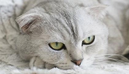 -中外足球青训合作项目启动，培养人才，中国足协在国外有青训基地吗